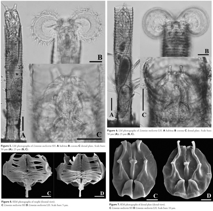 Limnias melicerta Limnias melicerta