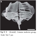 Limnias melicerta