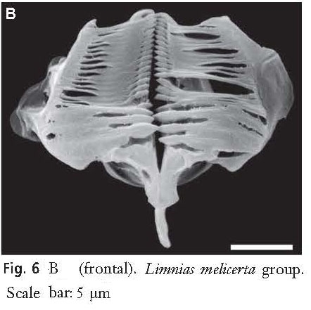 Limnias melicerta Limnias melicerta