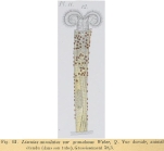 Limnias melicerta var. granulosa