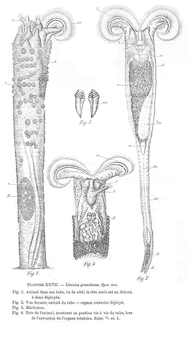 Limnias melicerta var. granulosa - Original description image