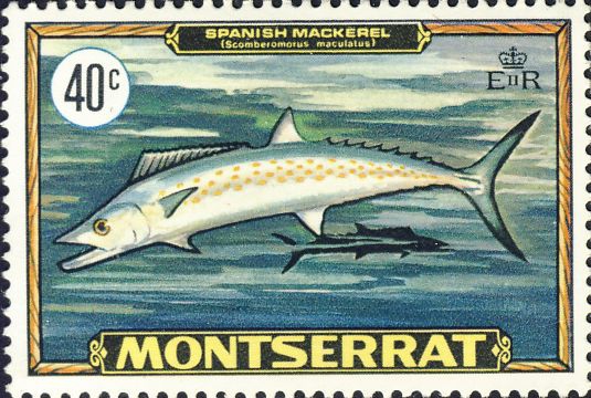 Scomberomorus maculatus Scomberomorus maculatus