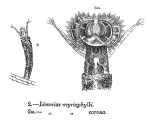 Limnias myriophylli