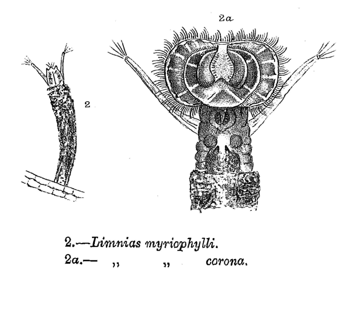 Limnias myriophylli Limnias myriophylli
