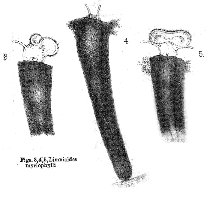 Limnias myriophylli - Original description image