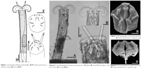Limnias novemceras - Original description image