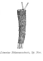 Limnias shiawasseensis