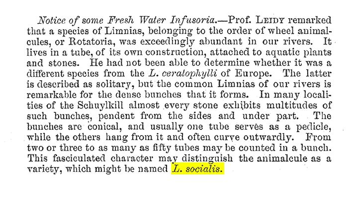 Limnias socialis - Original description image