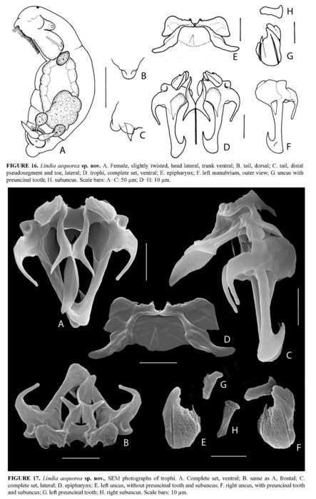 Lindia aequorea - Original description image