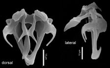 Lindia aequorea