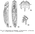 Lindia anebodica - Original description image
