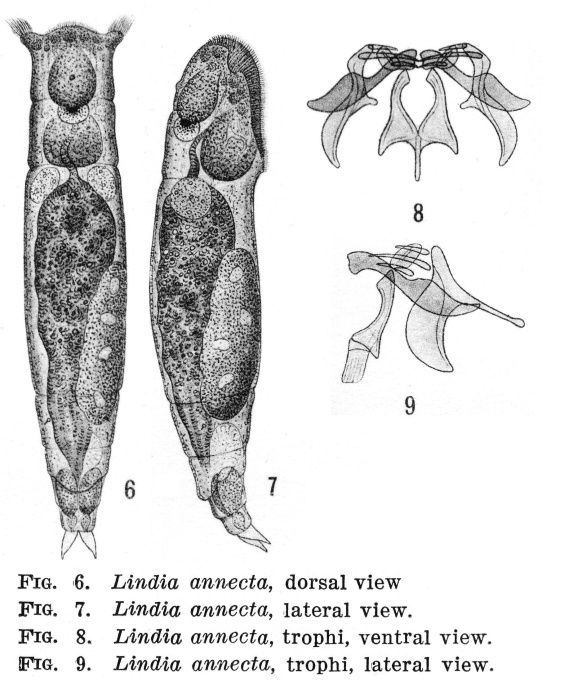 Lindia annecta - Original description image