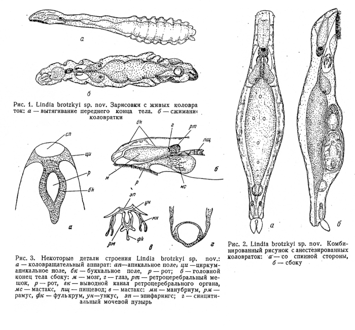 Lindia brotzkayae - Original description image