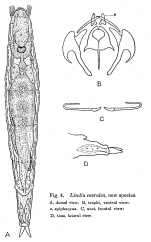 Lindia caerulea - Original description image