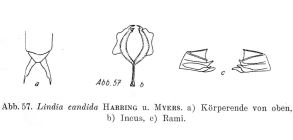 Lindia candida