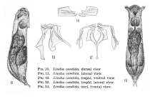 Lindia candida