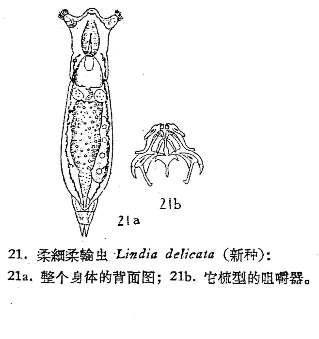 Lindia delicata - Original description image