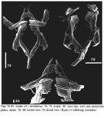 Lindia deridderae