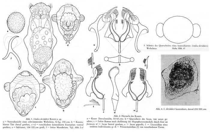 Lindia deridderae - Original description image
