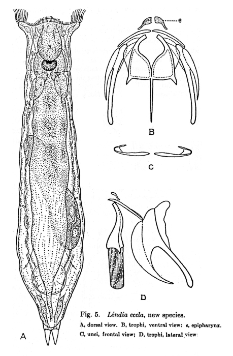 Lindia ecela - Original description image