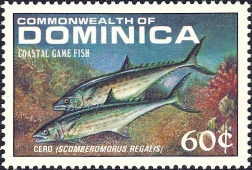 Scomberomorus regalis Scomberomorus regalis