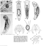 Lindia euchromatica
