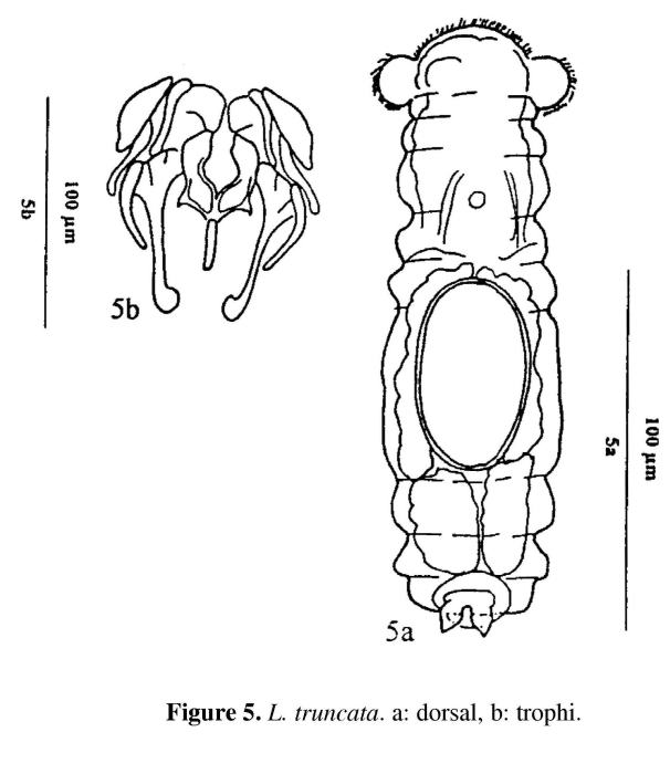 Lindia euchromatica Lindia euchromatica