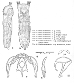 Lindia euchromatica - Original description image