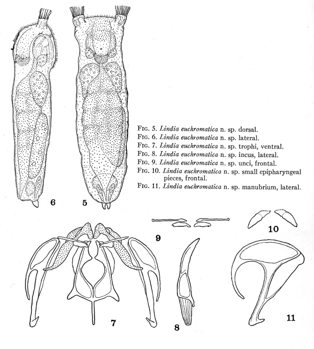 Lindia euchromatica - Original description image