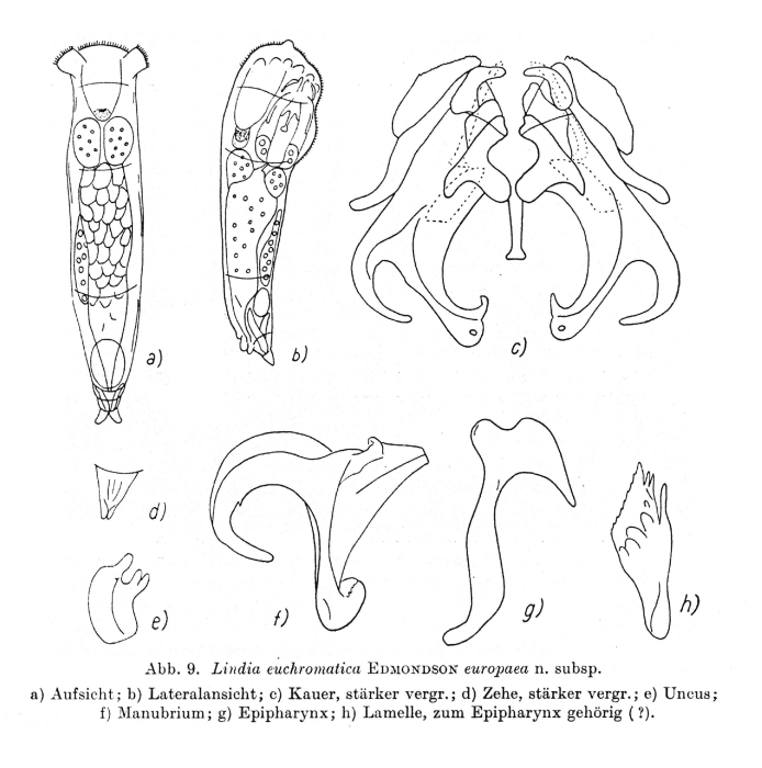 Lindia euchromatica europaea - Original description image