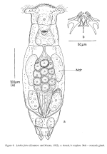 Lindia fulva