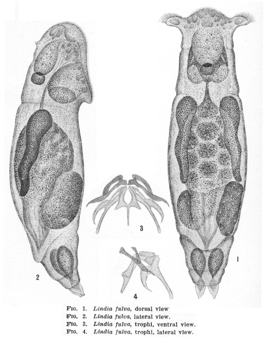 Lindia fulva - Original description image