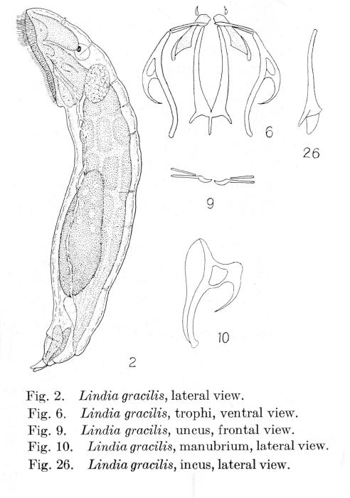 Lindia gracilis - Original description image