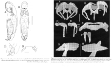 Lindia gravitata