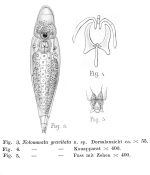 Lindia gravitata - Original description image