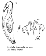 Lindia intermedia - Original description image