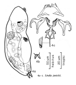 Lindia janickii