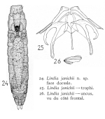 Lindia janickii - Original description image