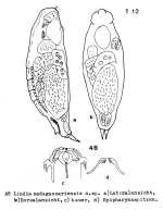 Lindia madagascariensis - Original description image