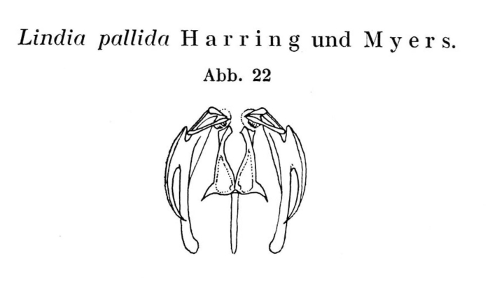 Lindia pallida Lindia pallida