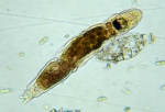 Lindia pallida