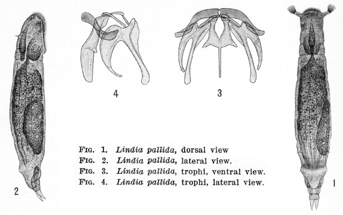 Lindia pallida - Original description image