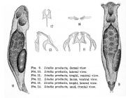 Lindia producta