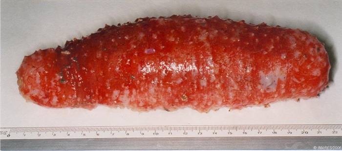 Parastichopus tremulus (Gunnerus, 1767) Parastichopus tremulus (Gunnerus, 1767)