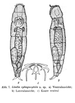 Lindia sphagnophila - Original description image