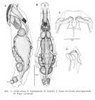 Lindia tecusa