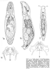 Lindia tecusa