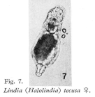 Lindia tecusa
