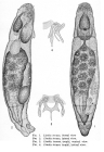 Lindia tecusa