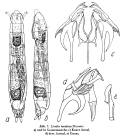 Lindia torulosa
